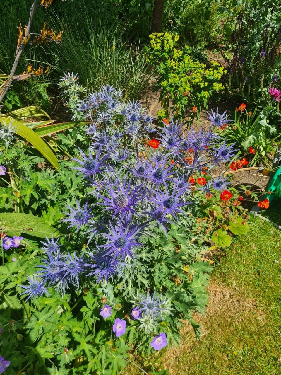 Blue eryngium (sea holly) flowers in a mixed border