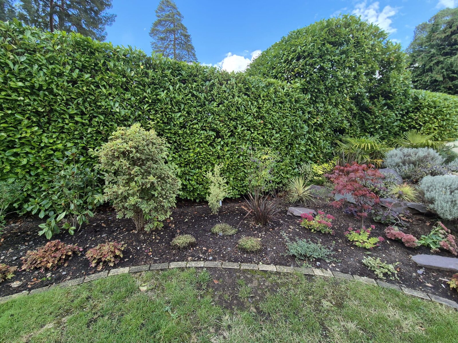 Mixed border planting of evergreens and Japanese maple against a hedge