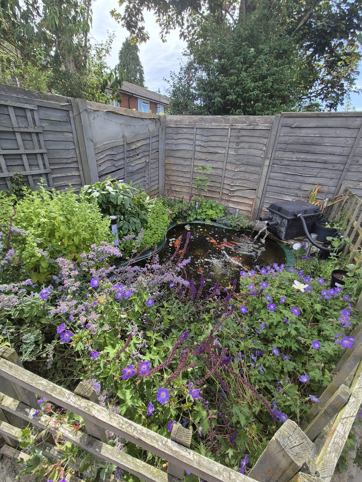 Garden koi pond surrounded by geraniums and salvia