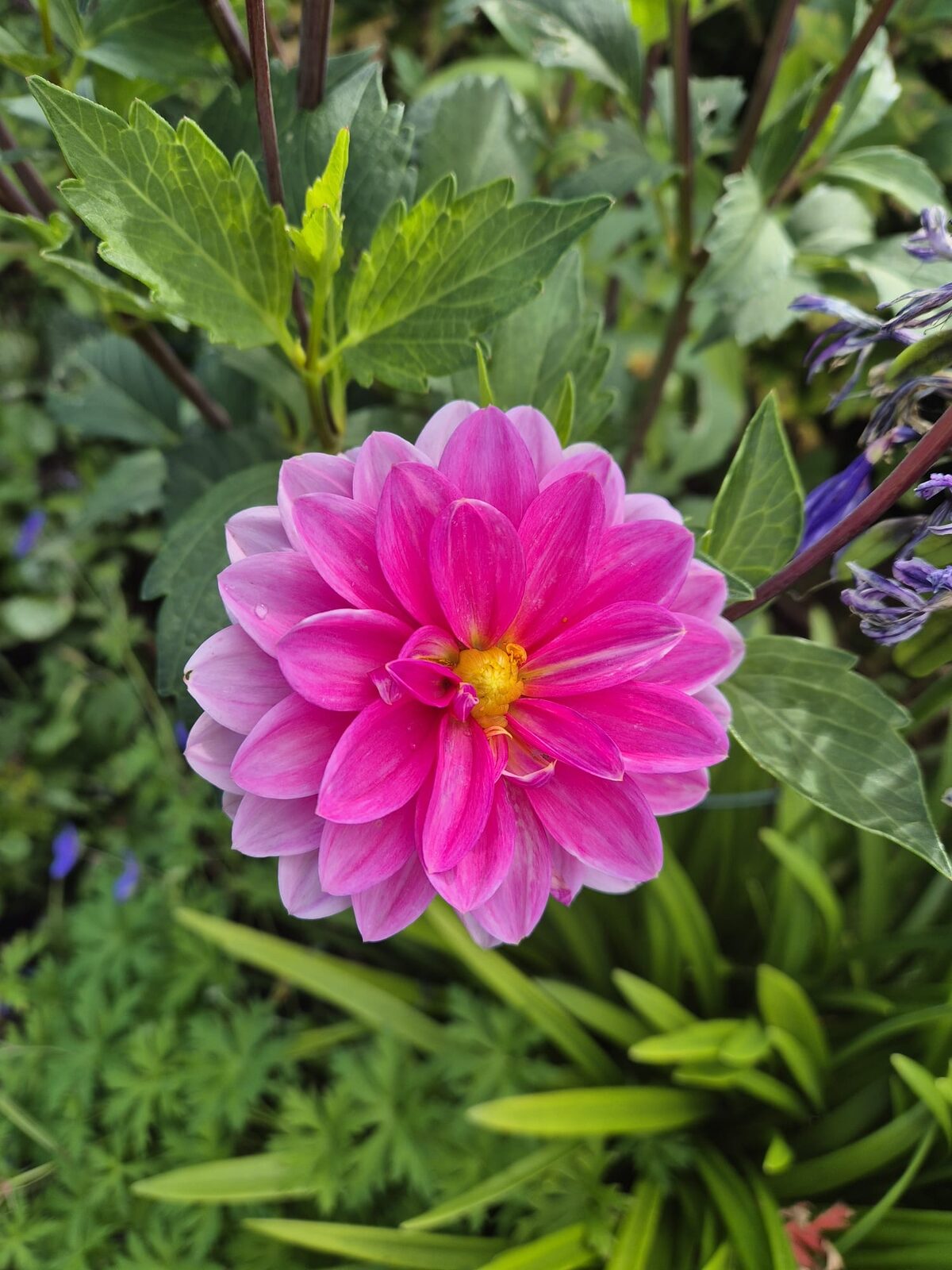 Close up of a pink dahlia flower