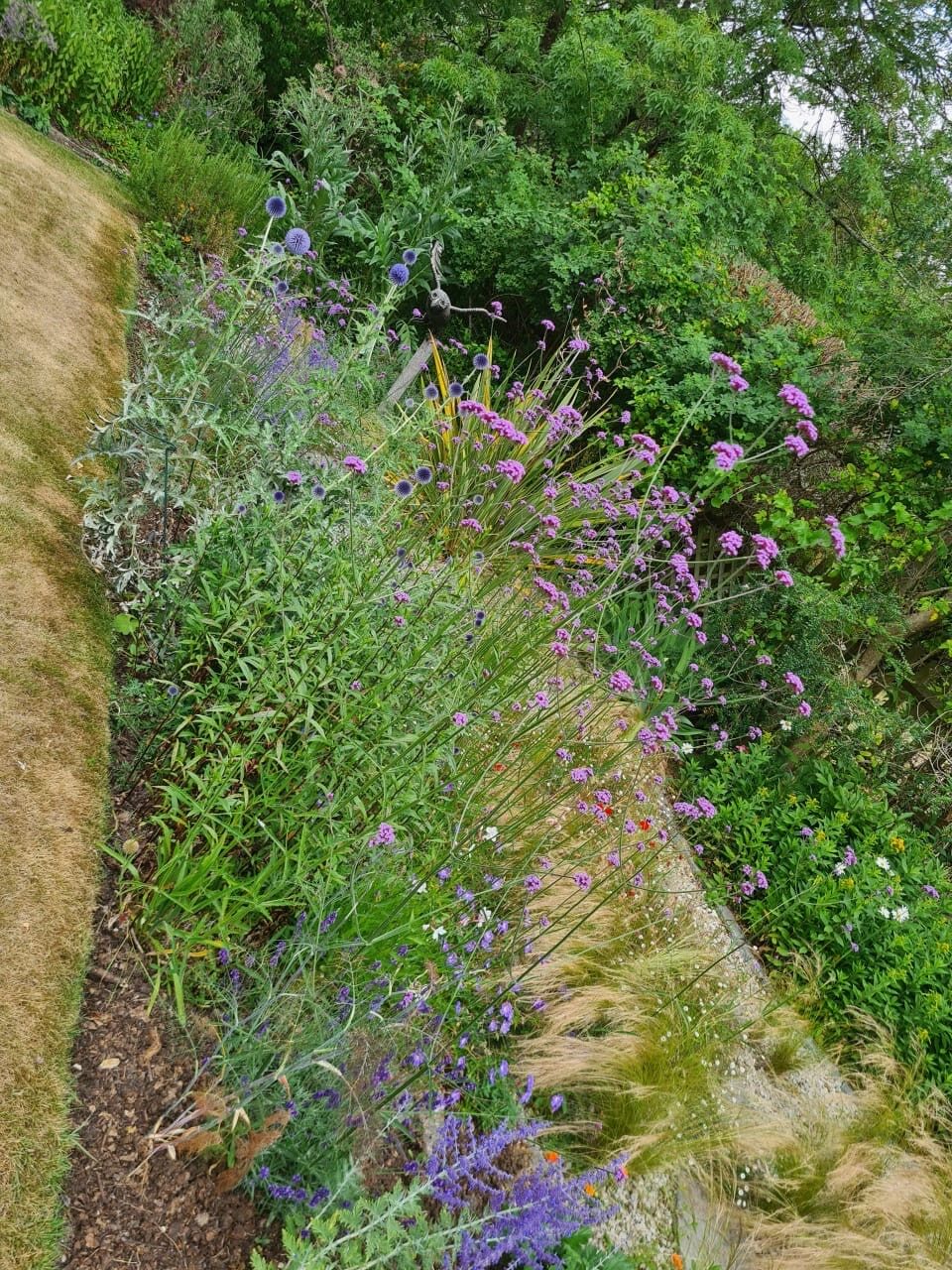 Purple verbena and echinops flowers in a summer border