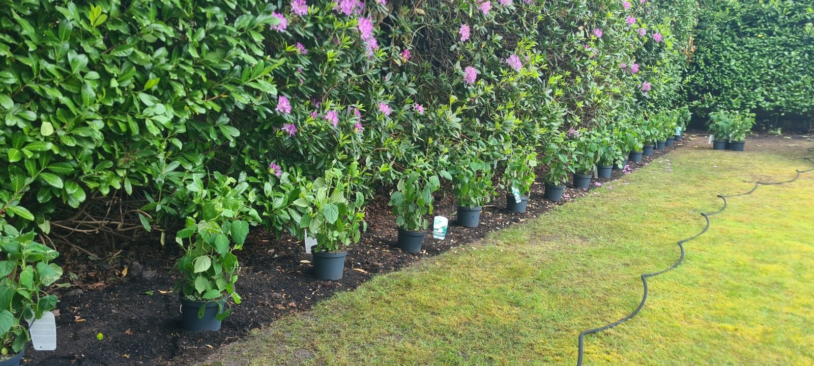 Row of newly planted rhododendrons alongside an established hedge