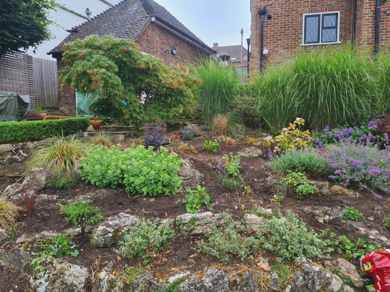 Rockery garden with ornamental grasses and a Japanese maple