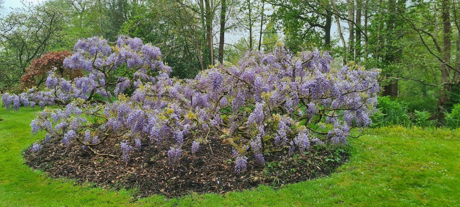 Mature wisteria in full bloom